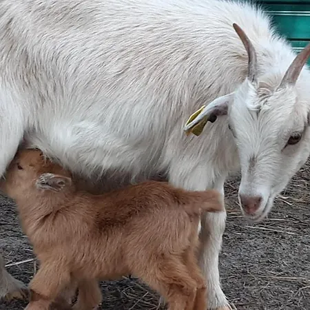 Gospodarstwo wiejskie Casa Da Ria - *
