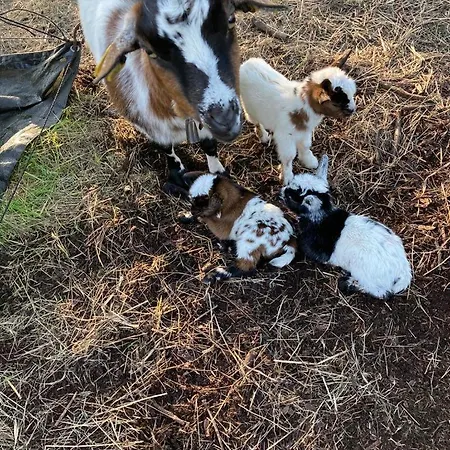 Gospodarstwo wiejskie Casa Da Ria -