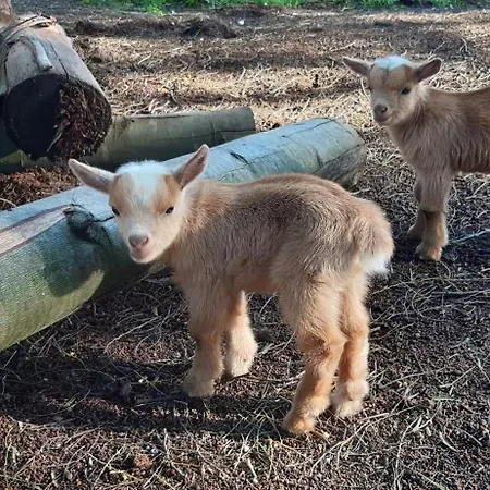 Casa Da Ria - Gospodarstwo wiejskie Ílhavo