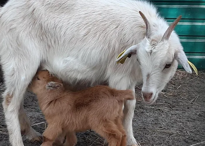 Séjour à la campagne Casa Da Ria - *