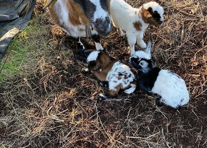 Séjour à la campagne Casa Da Ria -